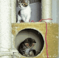 kittens falling GIF