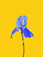 Happy Flower GIF by Daisy Lemon