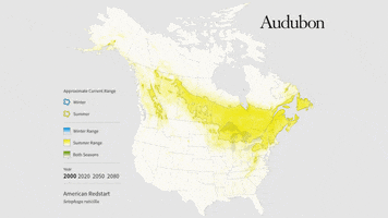 american redstart GIF by audubon