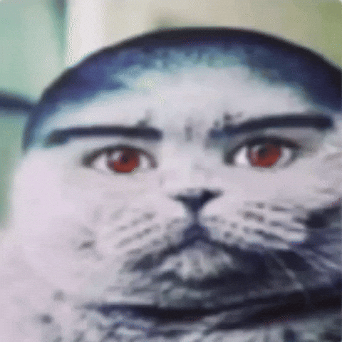 Folk Cat GIF