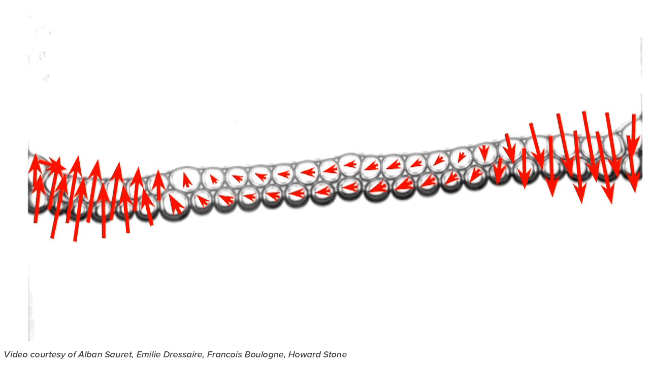 Physics Bubbles GIF by Science Friday Find & Share on GIPHY