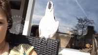 Cockatoo Gets in Summer Mood By Singing in the Sunshine