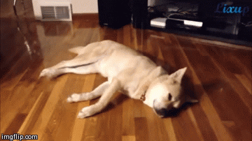 dogs