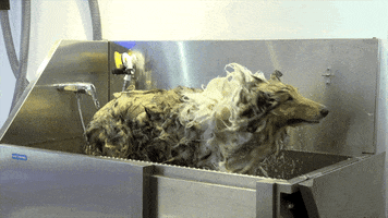 Dogs Stripping GIF by Artero Professional Line