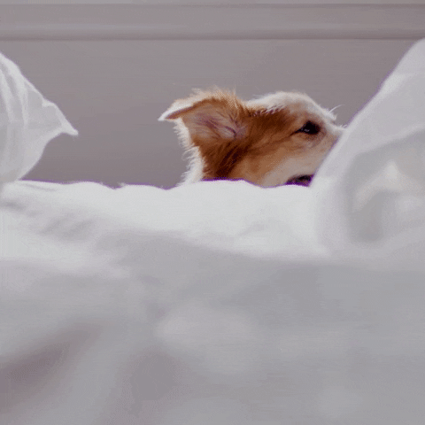 Video gif. A happy dog pants and cocks his head to the side as he peers over the edge of a bed. Text, "Oh, hello."