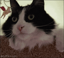 Video gif. We look up at a cat that is slightly above us. The cat was leaning up close to up, but then it moves back to sit up straight. It looks up with wide eyes like it's in shock.