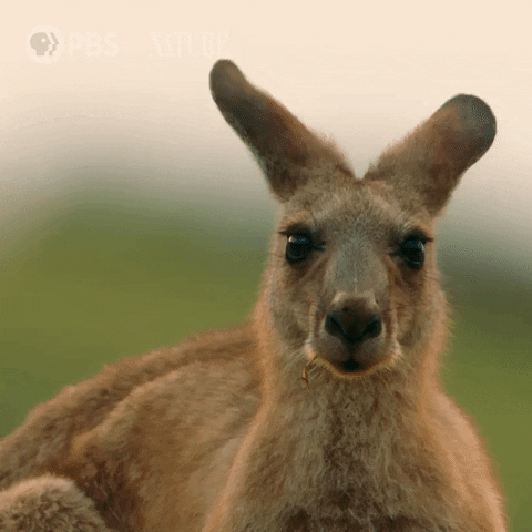 Pbs Nature Australia GIF by Nature on PBS