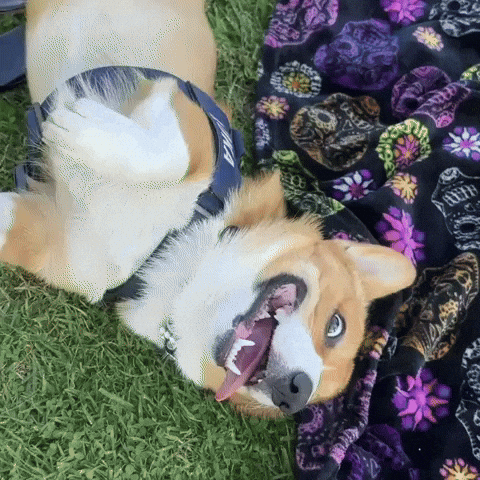 Corgi GIF