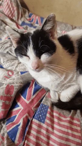 Cat GIF