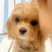 Dog Poodle GIF