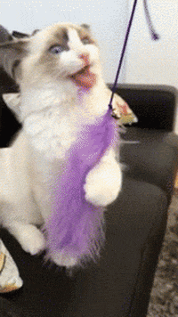 Https Encrypted Tbn0 Gstatic Com Images Q Tbn 3aand9gcqlllqegstgznpgqyk3kiwbluz Ywrfyrnc6w Usqp Cau