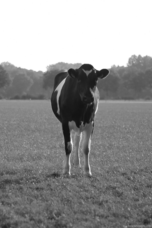Image result for Black Cow gif