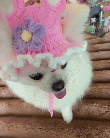 Meme GIF