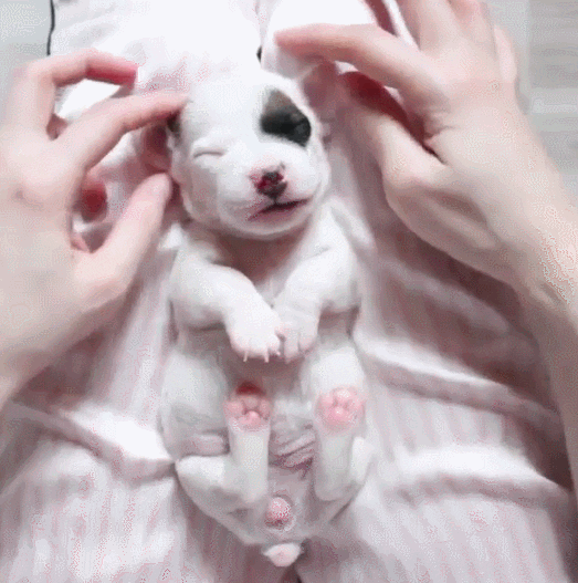 Video gif. Montage of a newborn puppy as it lies on its back on a pink and white striped pillow, yawning and looking quite content as someone uses their fingers to give him gentle belly rubs and a face and ear massage.