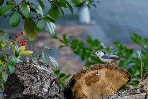 243 GIF