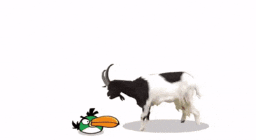 Angry Birds Punch GIF