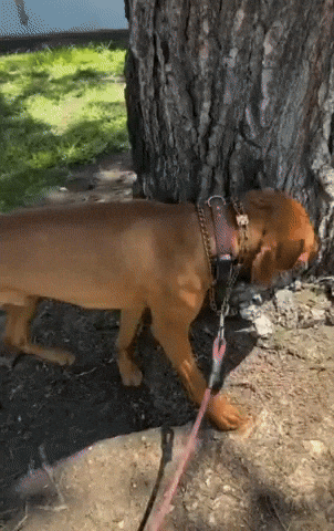 Dog Trick GIF