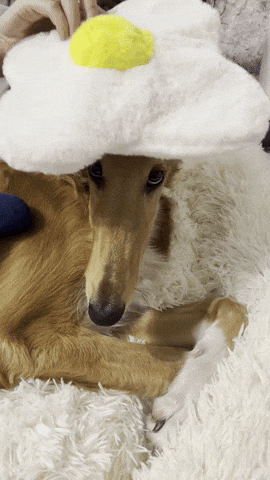 Gonzo GIF