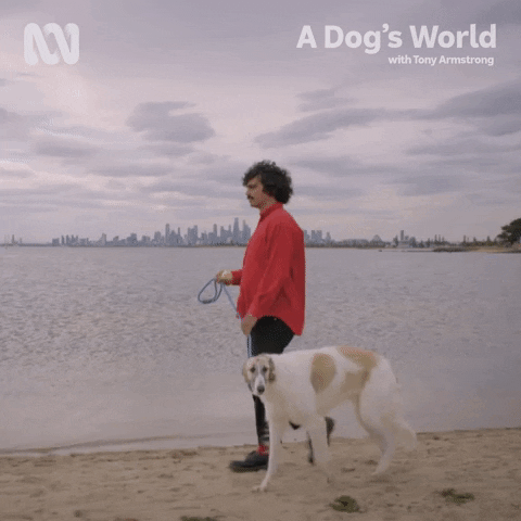 Puppy Love Dogs GIF by ABC TV + IVIEW