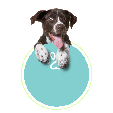 Comfortvet Sticker by Nakamura Filmes