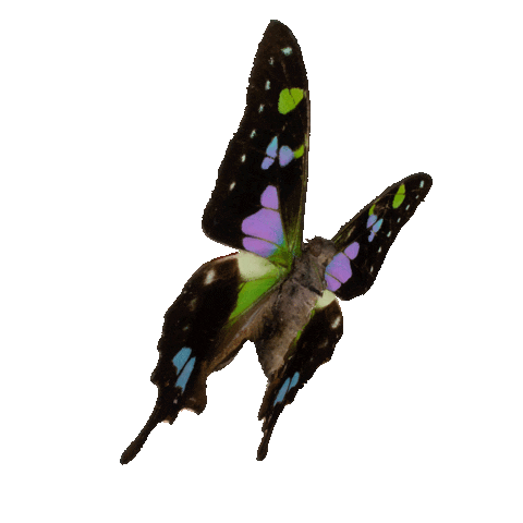Butterfly Sticker