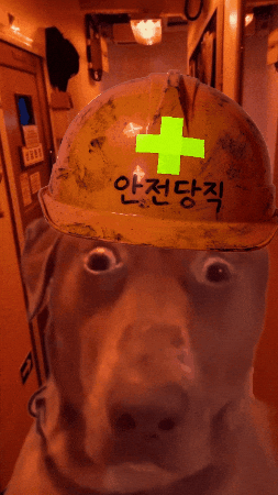 Dog Navy GIF