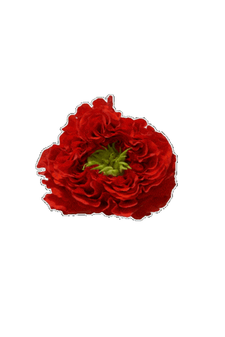 Sticker by Rookery Flowers