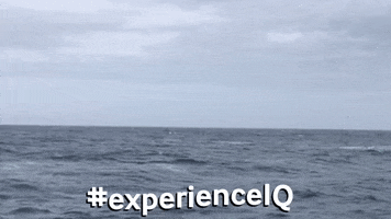 IcebergQuest experienceiq icebergquest explorenl newfoundland boattours GIF