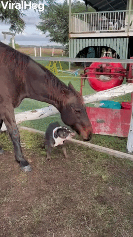 Dog And Horse Are Pals GIF by ViralHog