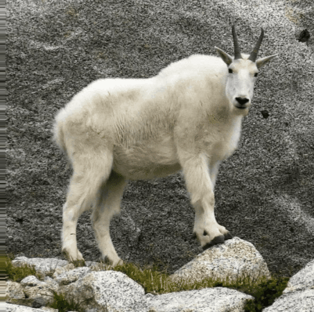 Goat GIF