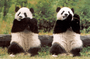 pandas GIF