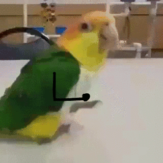 Parrot Birds With Arms GIF