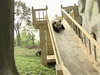 SI TUVIESES QUE ELEGIR ENTRE UN OSO PANDA  PIOLINA QUIEN ELIGIRIAS