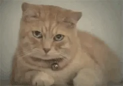sad cat GIF