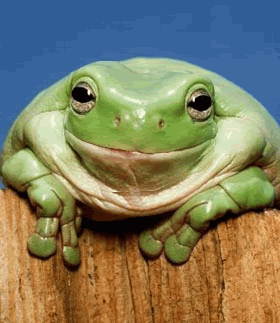 giphy.gif