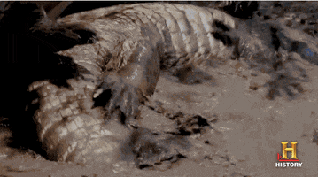 rolling swamp people GIF