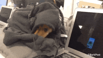 Puppy Love Lol GIF by The BarkPost