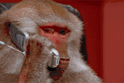 Macaco Office Monkey GIF - Find & Share on GIPHY