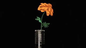 Flower Marigold GIF by St. Vincent