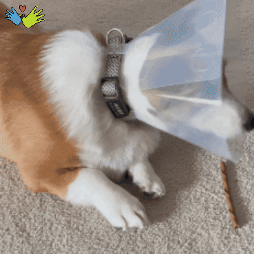 Dogs Puppy GIF by Williams Syndrome Association