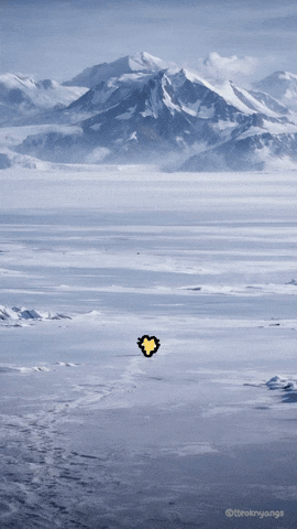 Cat Penguin GIF