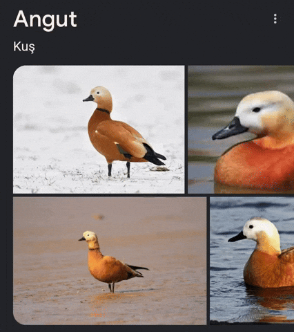 Angut GIF