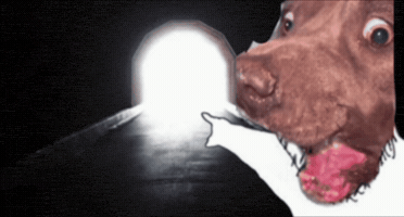 Shocked Dog GIF