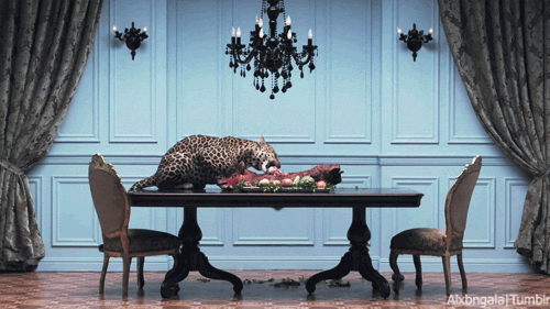https://media2.giphy.com/media/zHD1srdD1elOg/giphy.gif?cid=3640f6095c7e575d47314b742eecc308