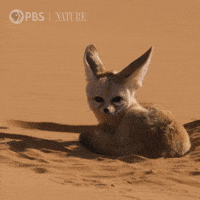 pbsnature-cute-fox-fennec-zIttA0X8Y7toXwuJEq