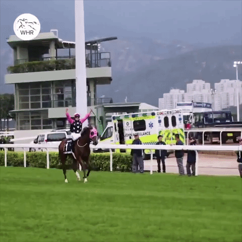 Horse Race Horses GIF by World Horse Racing