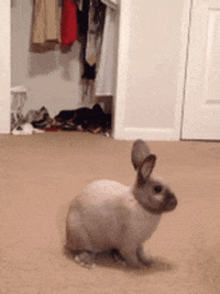 Excited Jump GIF