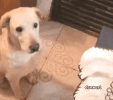 Dog Asking GIF by DevX Art