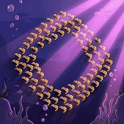 Crypto GIF by Shramp