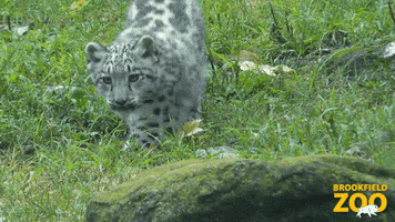 Walking Softly Snow Leopard GIF by Brookfield Zoo